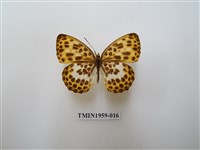 藏品(白裳貓蛺蝶)的圖片